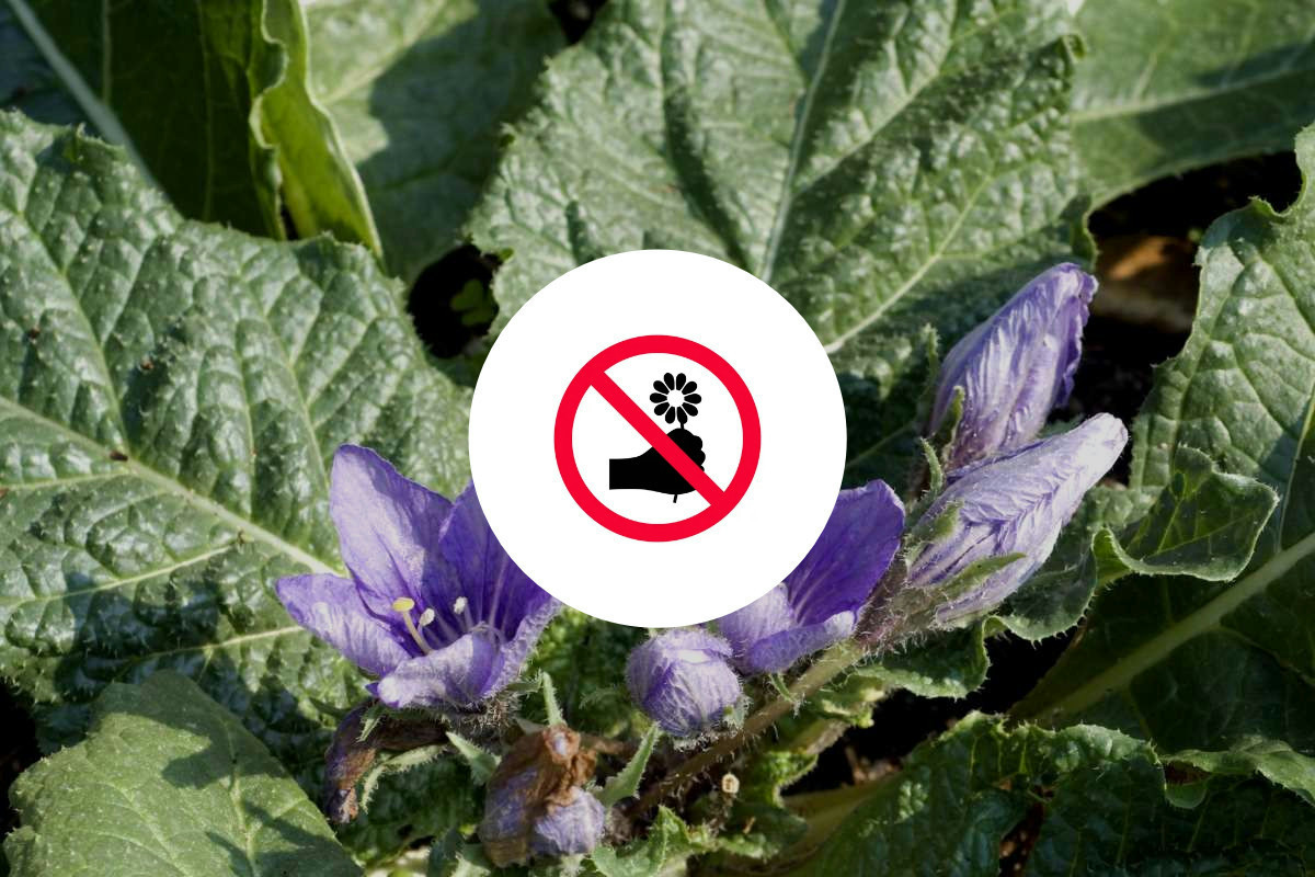 Una pianta simile alla lattuga cresce nei giardini ma nasconde un veleno tra i più potenti in Italia